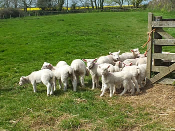 Photo Gallery Image - Spring at Penhallow Farm