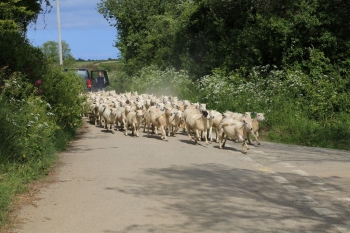 Photo Gallery Image - Our sheep on the move