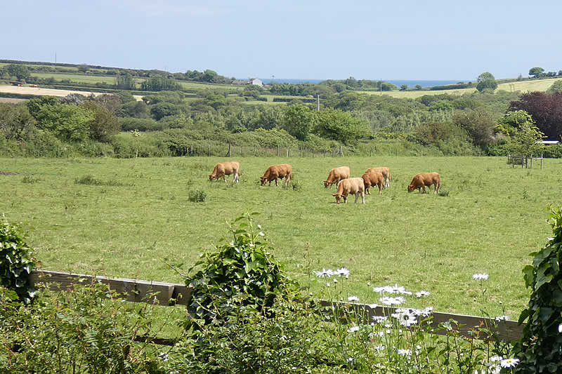 Country views